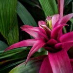 6 Dicas especiais para cuidar de Bromélias