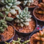 10 Dicas Essenciais para Começar ou Aprimorar Seus Conhecimentos em Jardinagem