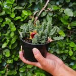 Como Fazer um Jardim de Baixa Manutenção