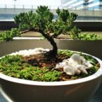 Como Criar um Jardim Japonês em Casa