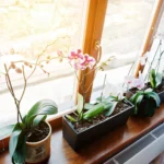 Melhores Plantas para Apartamento