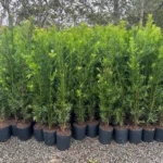 Como cultivar Podocarpo (Podocarpus macrophyllus): Beleza e Versatilidade