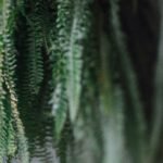 Como Cultivar Samambaias: Guia Completo.