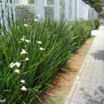 Como cultivar Moreia: A Flor Rústica e Elegante
