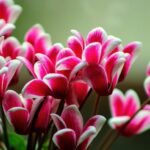 Como cultivar Cyclamen: Dicas e Cuidados