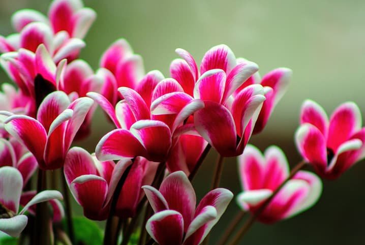 Como cultivar Cyclamen: Dicas e Cuidados