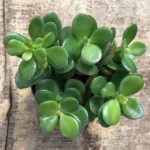 Como cultivar Planta Jade: Beleza e Significado