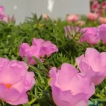Como cultivar a Flor Onze-Horas: Jardim encatador
