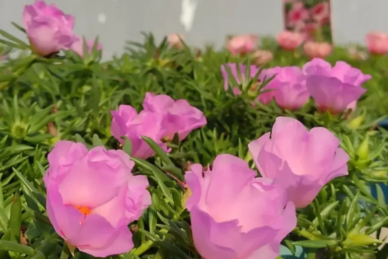 Como cultivar a Flor Onze-Horas: Jardim encatador