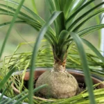 Como cultivar Planta Pata de Elefante: Plantar e Cuidar