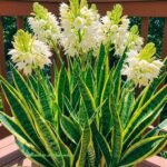 Como cultivar Espada de São Jorge: Proteção e Beleza para o Seu Jardim