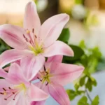 Como cultivar Flor de Lírio: Beleza, Perfume e Elegância no Jardim