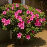 Como Cultivar Azaleias: Dicas para Ter Flores Belas e Duradouras