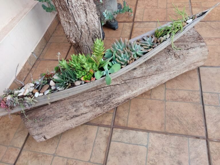 Barquinha de Coqueiro com Suculentas