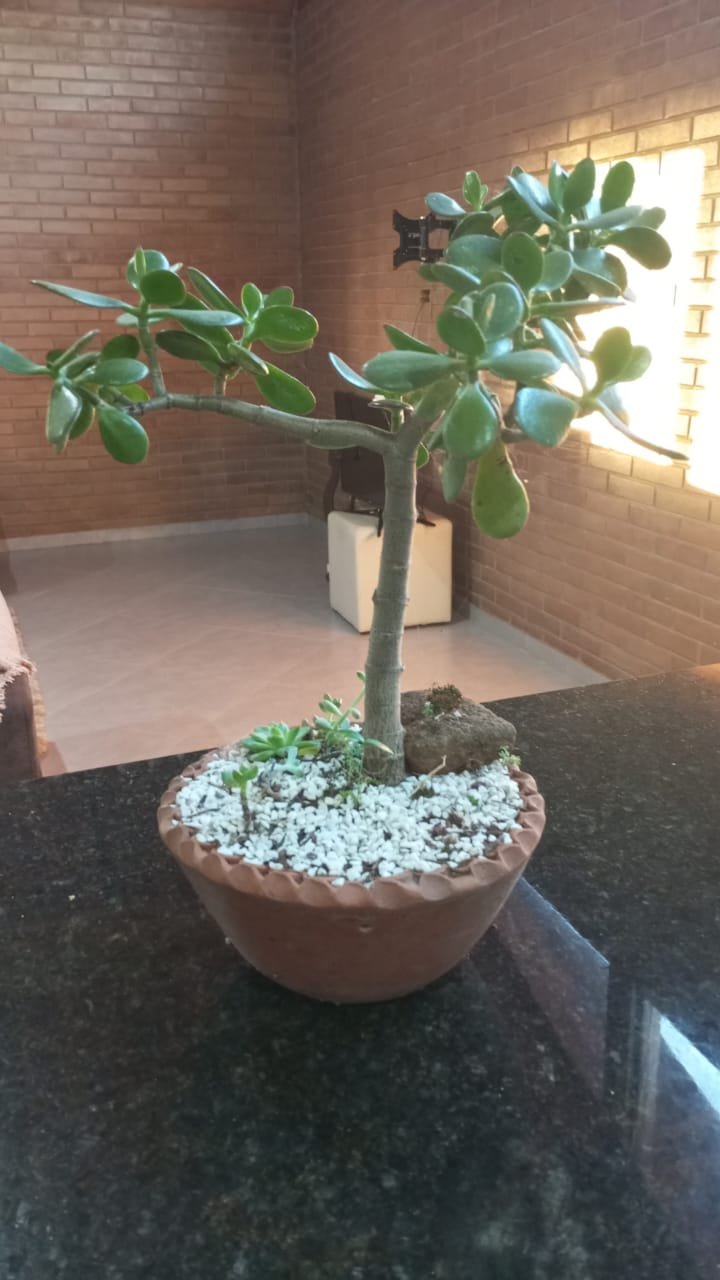 O Vaso de Jade e Suculentas