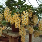 Como Cultivar Orquídea Dendrobium: Guia Prático para Florescer em Casa