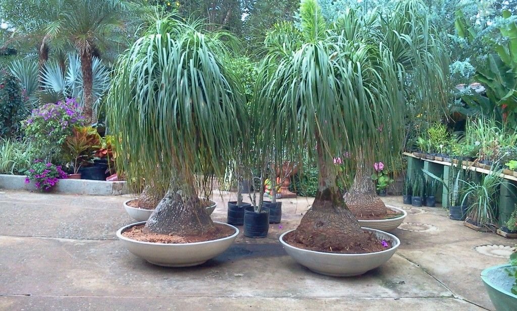 Planta Pata de elefante