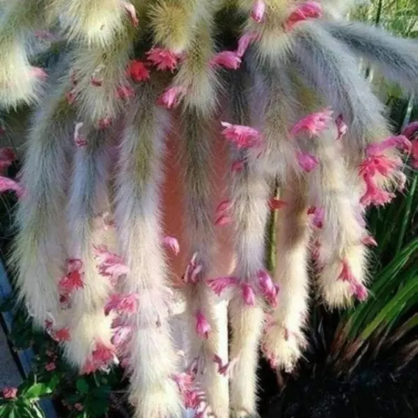 planta rabo de gato flor