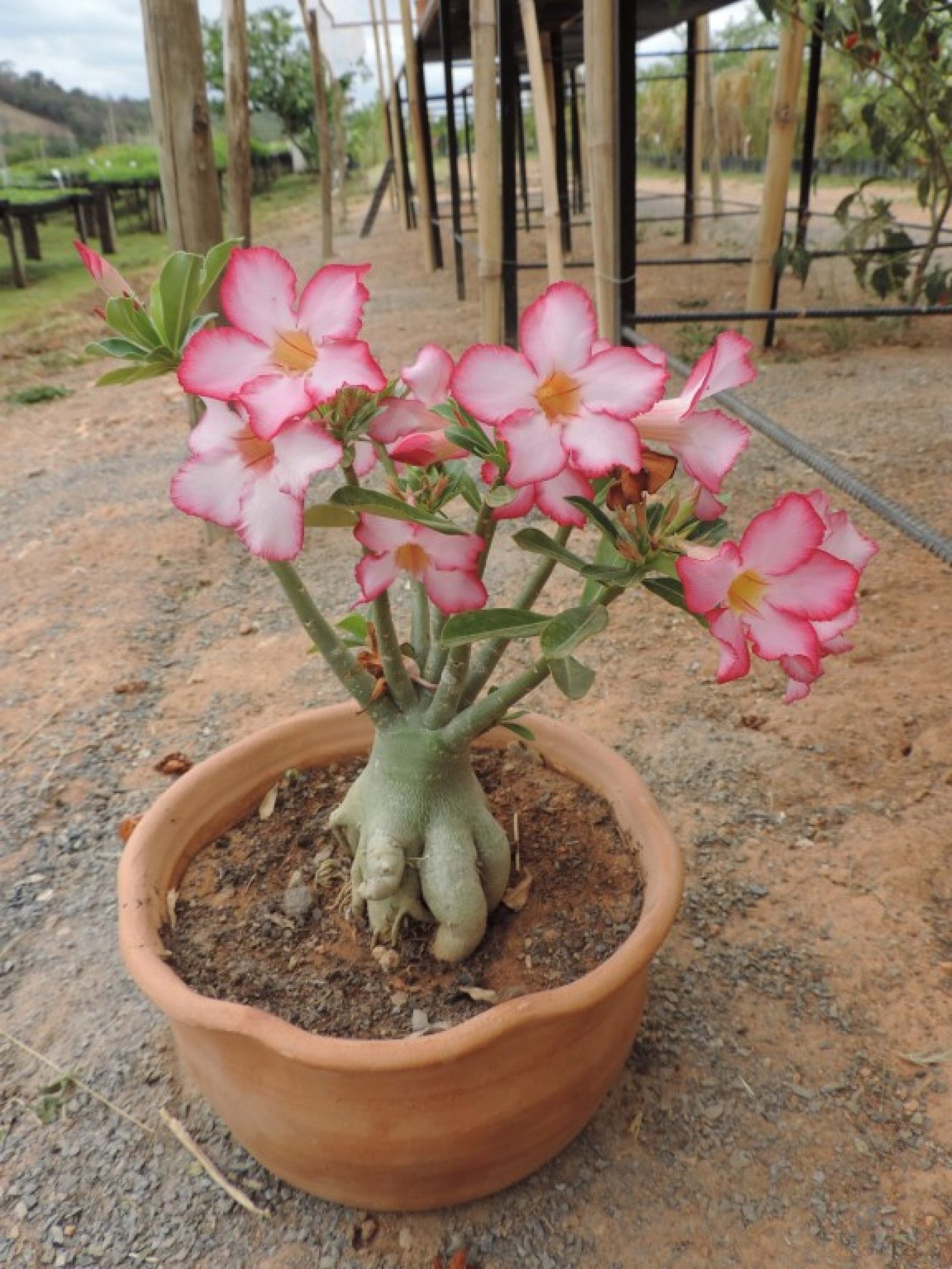 Rosa do deserto