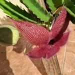 Flor de Cácto