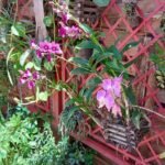 A Elegância das Orquídeas