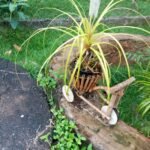 Flor Pata de Elefante