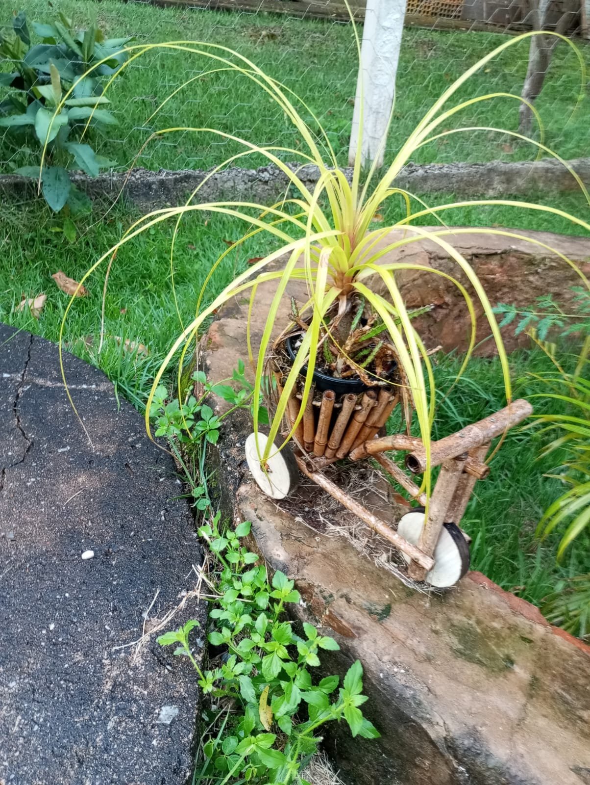 planta pata de elefante vaso bicicleta