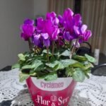 Cyclamen: O Presente Especial