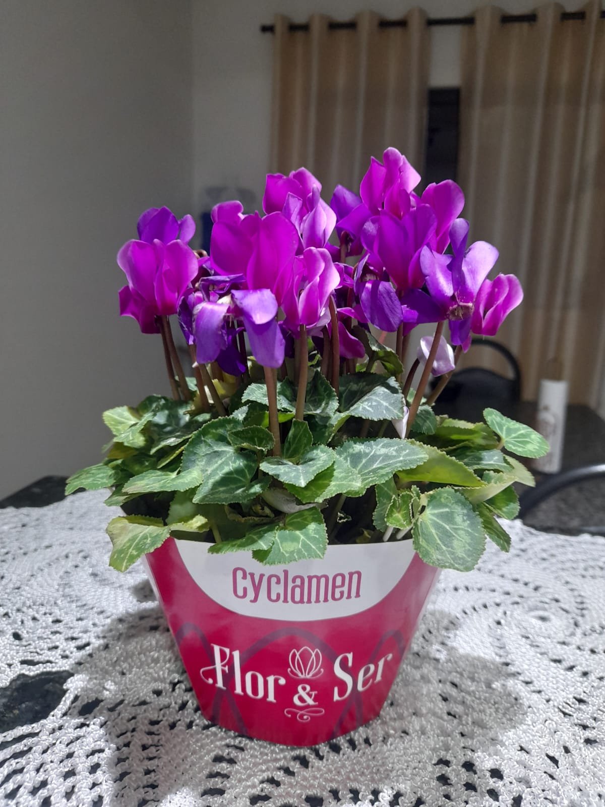 flor cyclamen planta