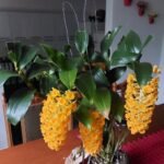 A Orquídea Dendrobium da Lê Dias, de Itapeva/SP